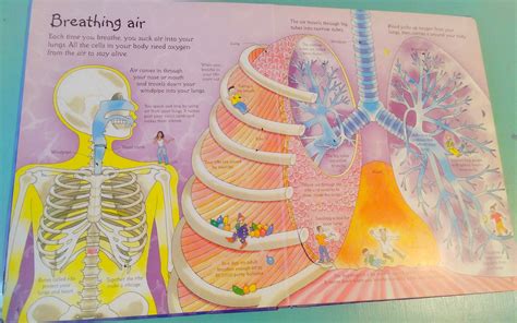 magic school bus respiratory system